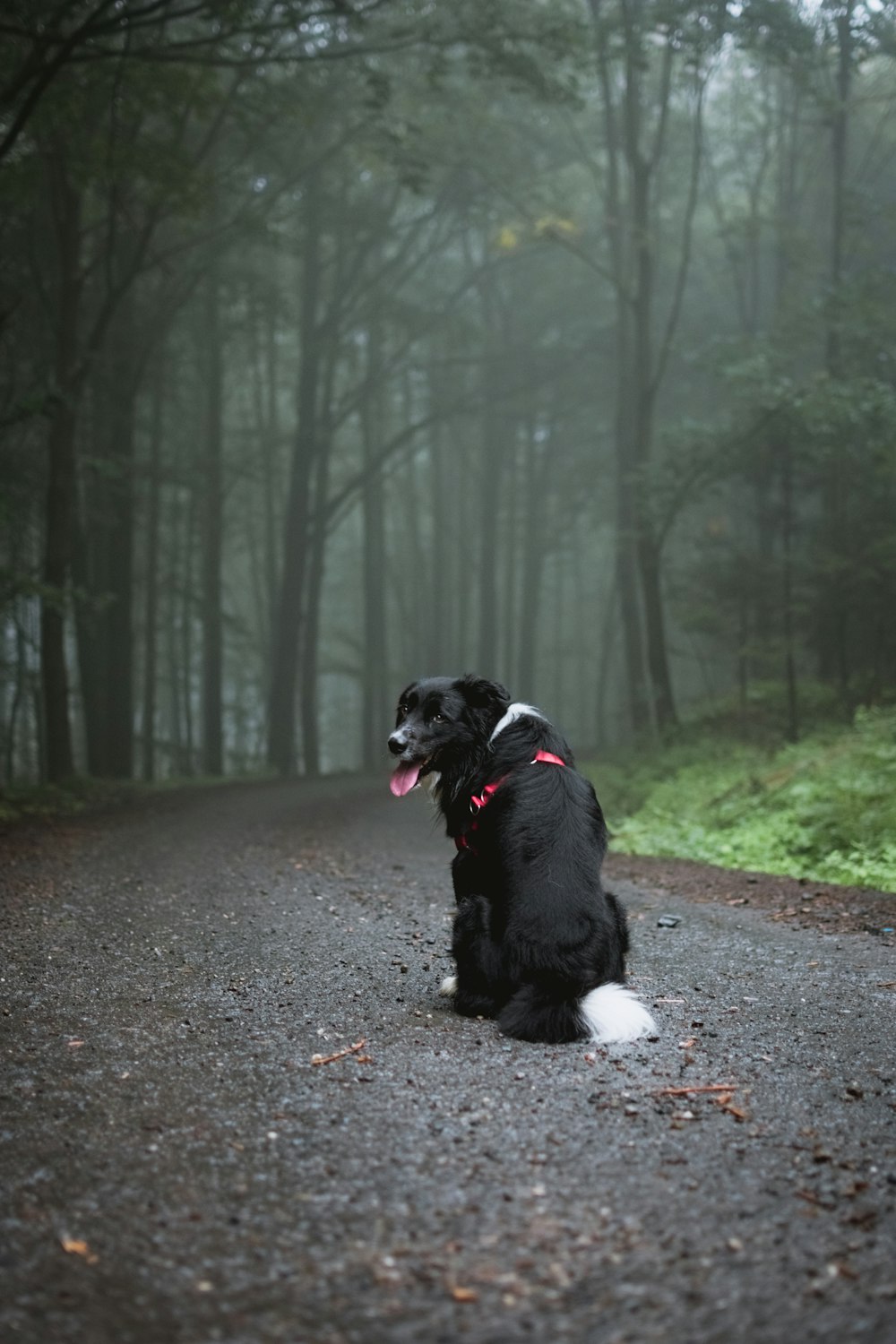 black and white dog in forest