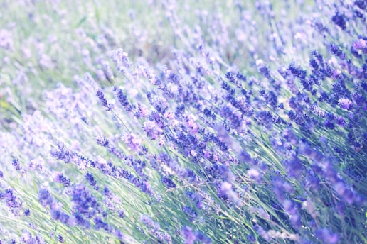 purple petaled flowers