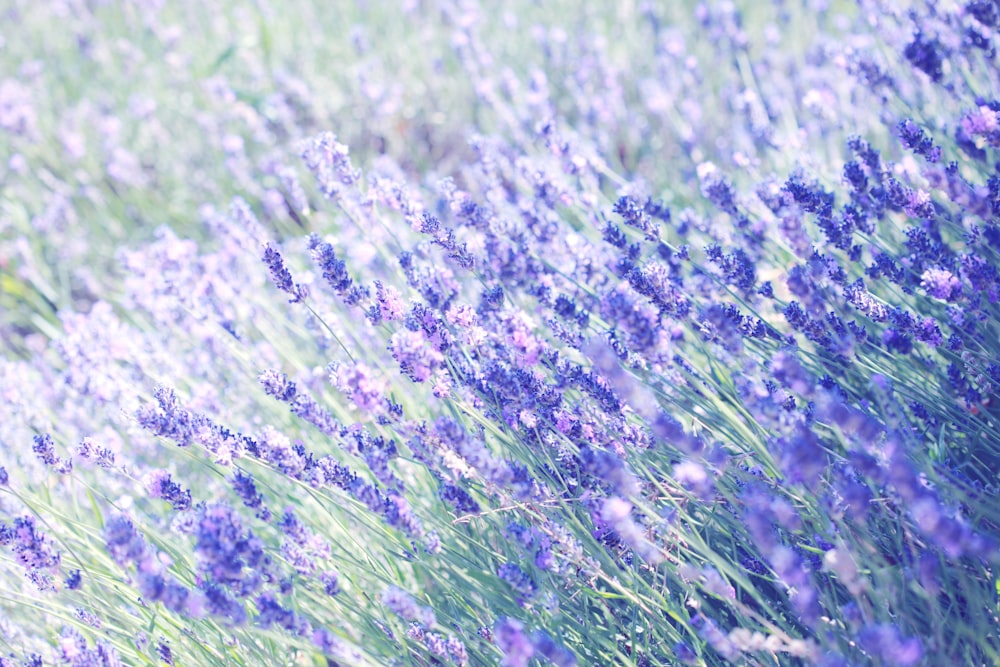 purple petaled flowers