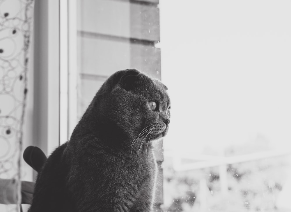 gray cat looking outside window