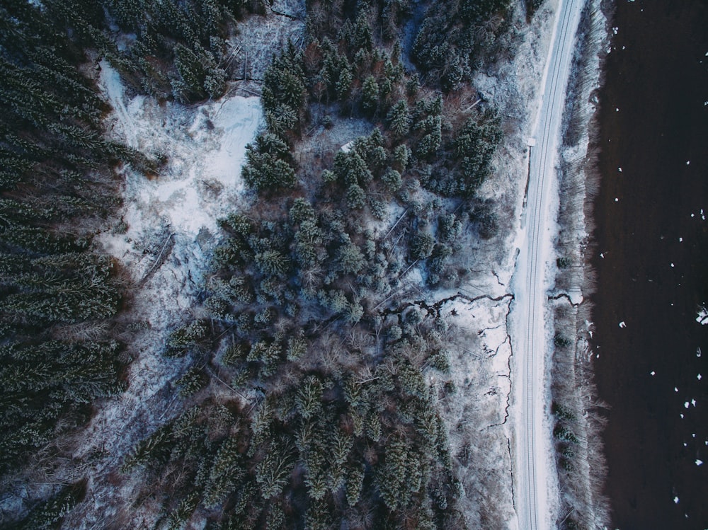 aerial photograph of pine trees covered with snow