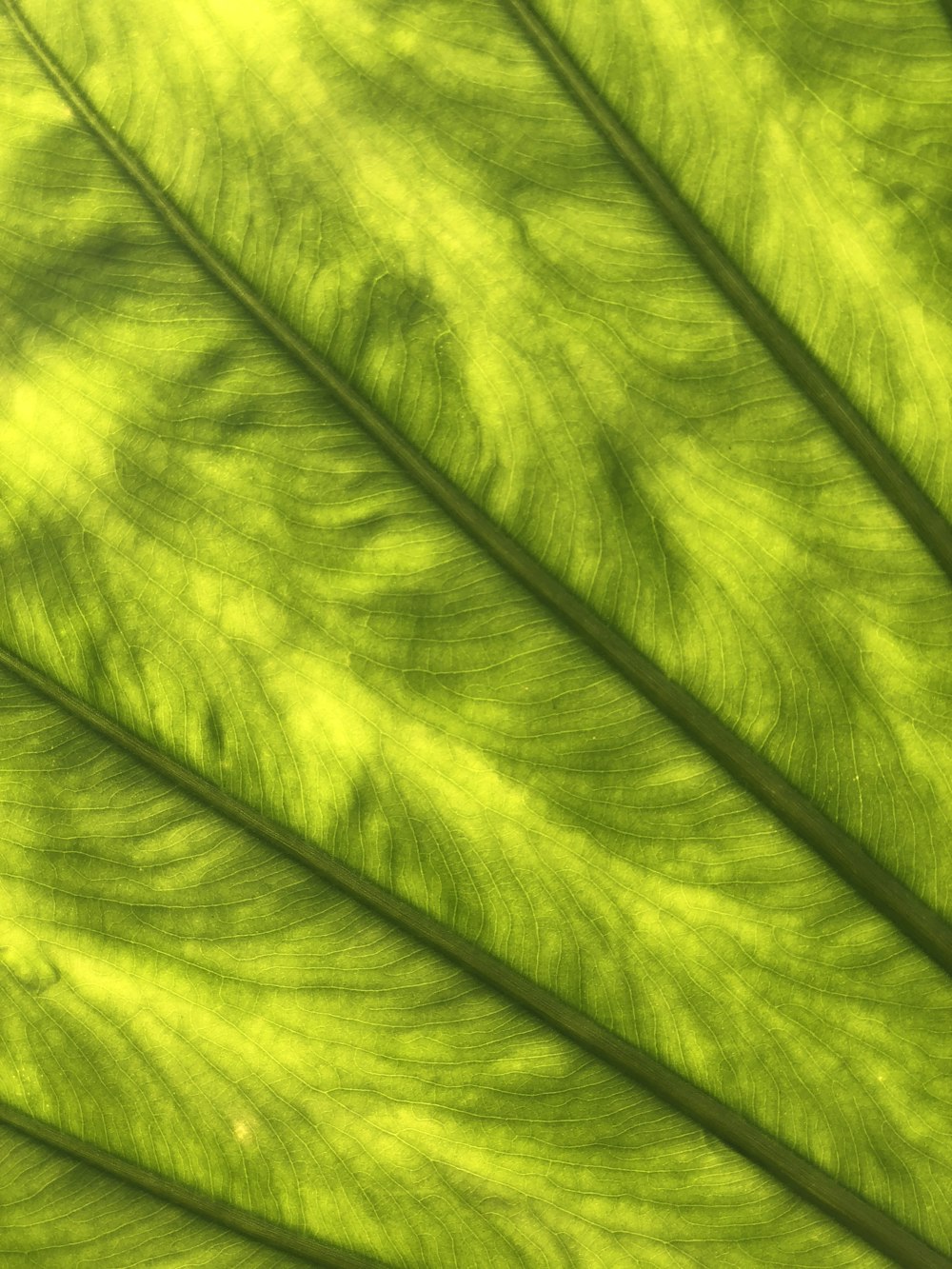 green leaf