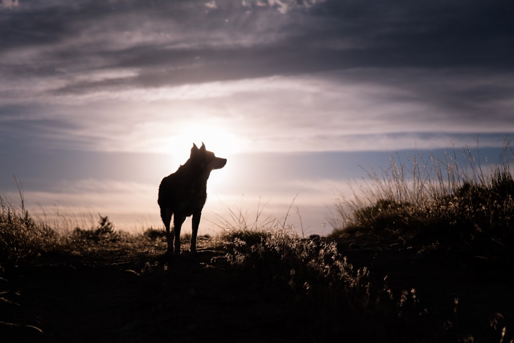 silhouette of a wolf during sunrise