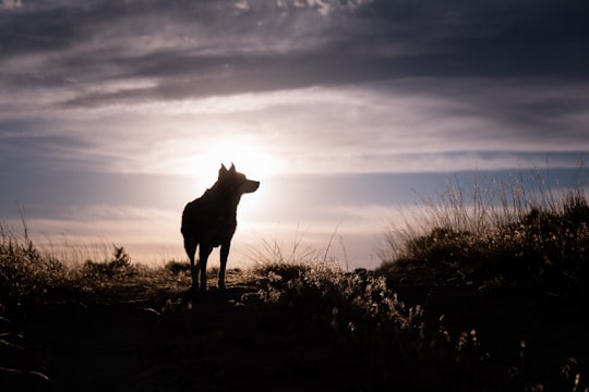 silhouette of a wolf during sunrise in Flaming Gorge Reservoir United States