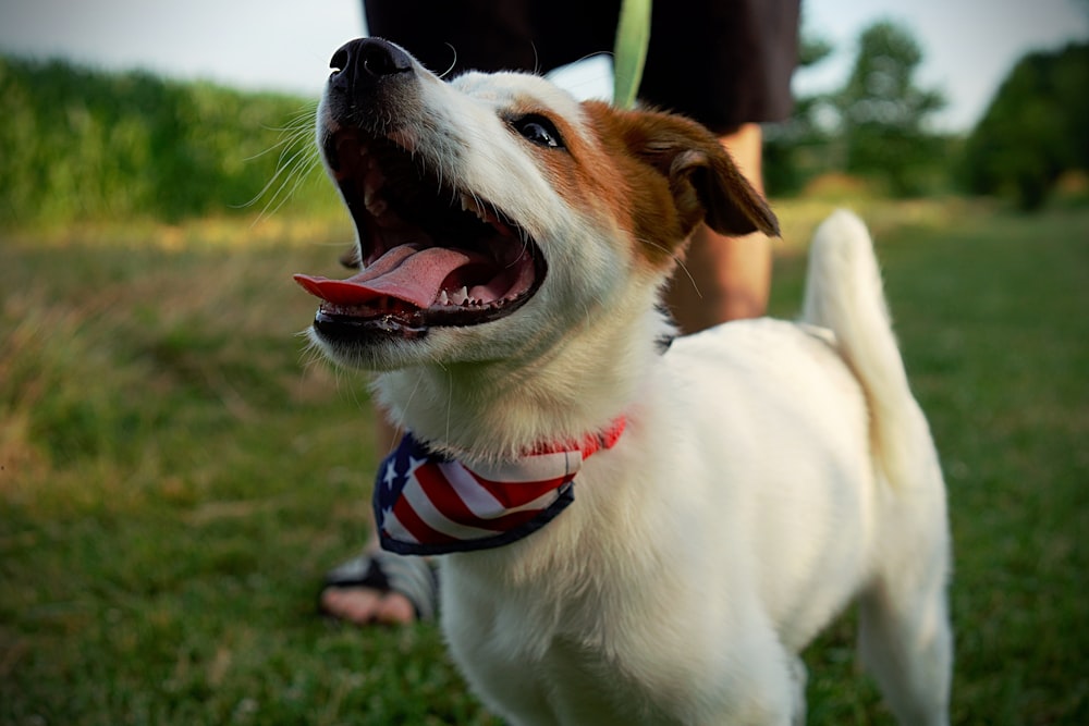 selective focus photography of puppy with U.S.A. flag-printed scarf