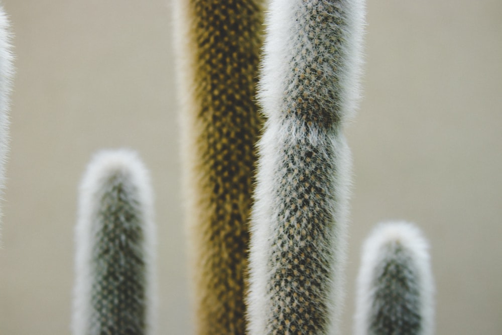 a close up of a cactus plant with other plants in the background