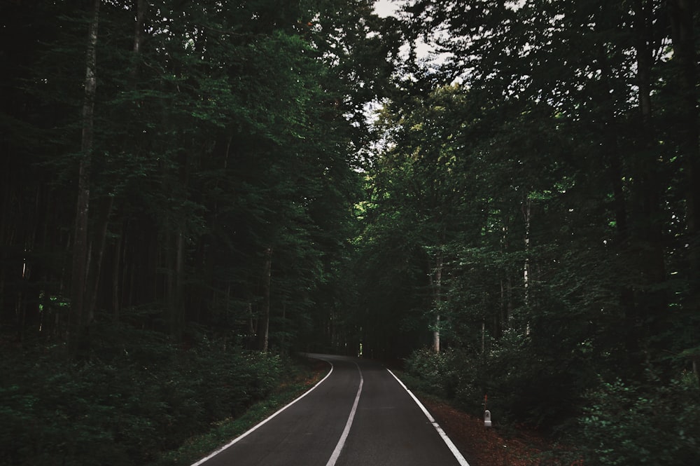 empty road between forest trees