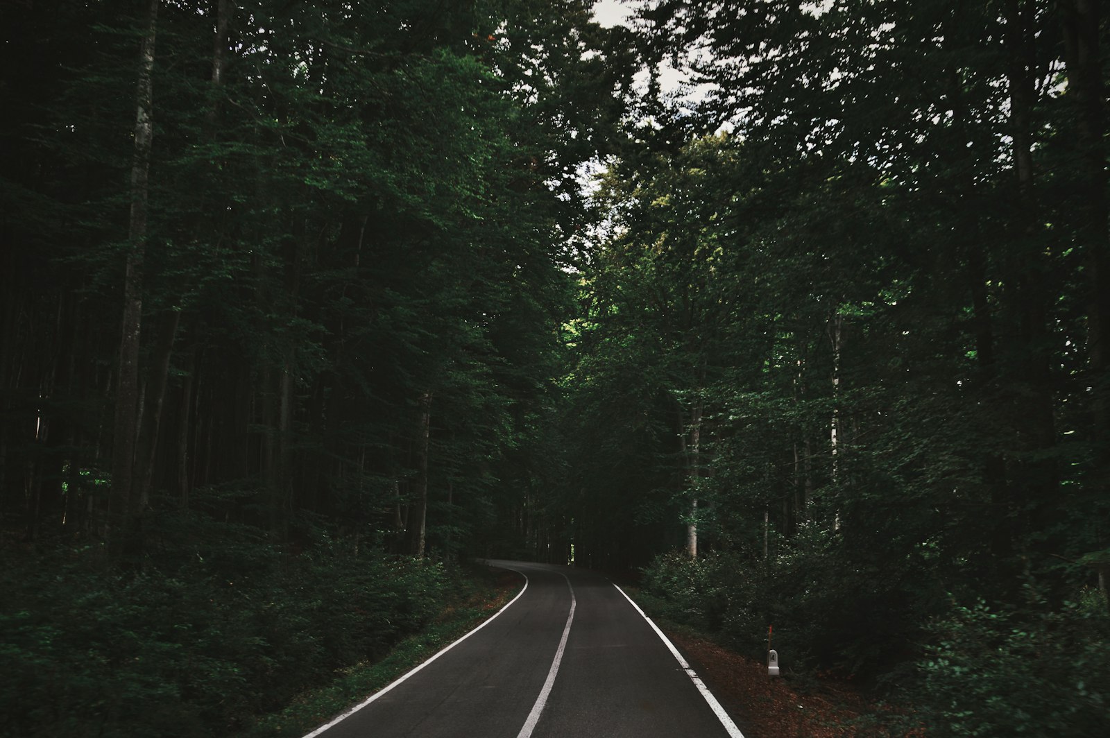 Nikon D3200 + Tamron AF 18-200mm F3.5-6.3 XR Di II LD Aspherical (IF) Macro sample photo. Empty road between forest photography