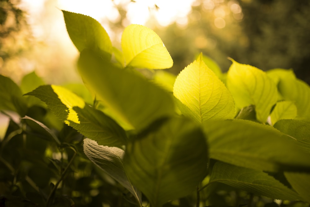 Fotografía macro de hojas verdes