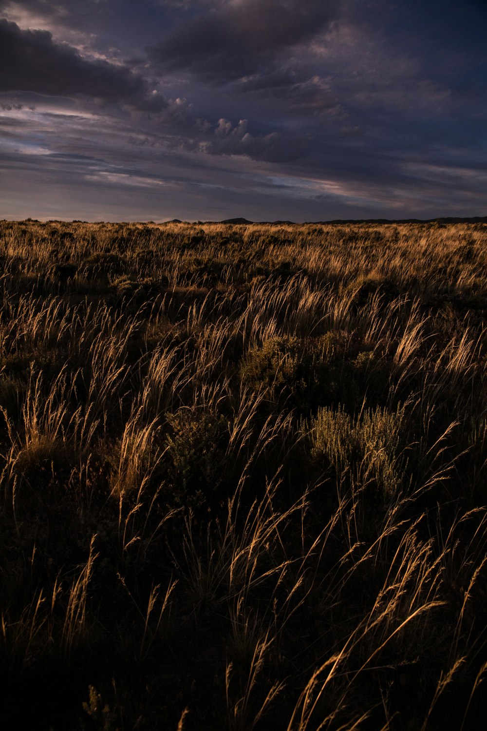 brown grass field under cloudy sky during daytime