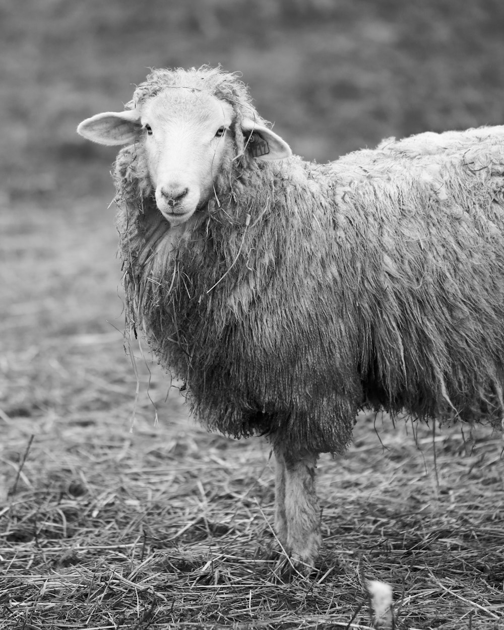 Selektive Fokus-Graustufenfotografie von Lamm