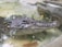 A crocodile partially submerged in a clear enclosure with its textured and rugged skin visible through the water. The setting includes some leaves and debris floating on the water surface, giving a natural habitat feel.