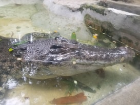 A crocodile partially submerged in a clear enclosure with its textured and rugged skin visible through the water. The setting includes some leaves and debris floating on the water surface, giving a natural habitat feel.