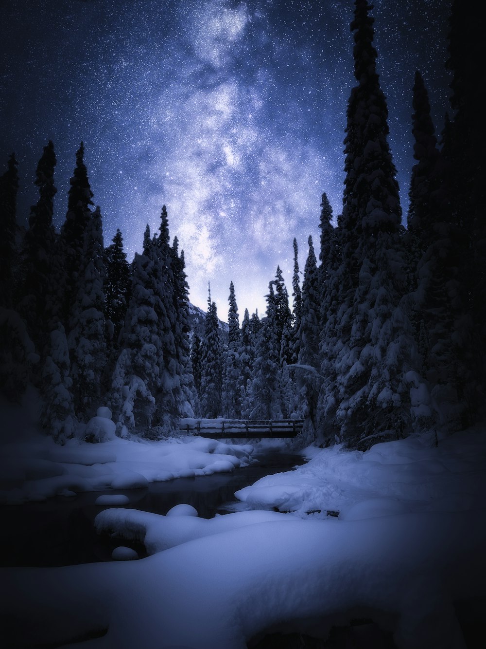夜間の雪に覆われた松の木
