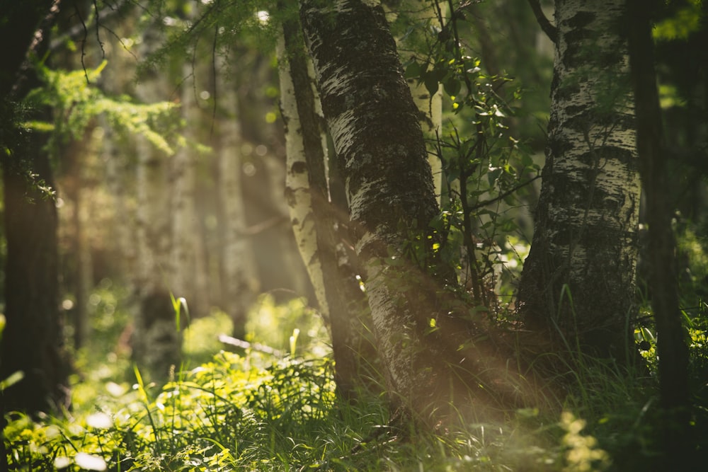 rayons du soleil traversant l’arbre de la forêt