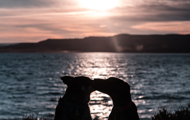 two dog silhouettes under crepuscular rays