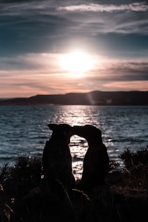 A serene sunset scene with silhouetted dogs by the water's edge.