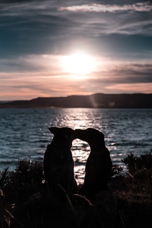 A serene sunset scene with silhouetted dogs by the water's edge.