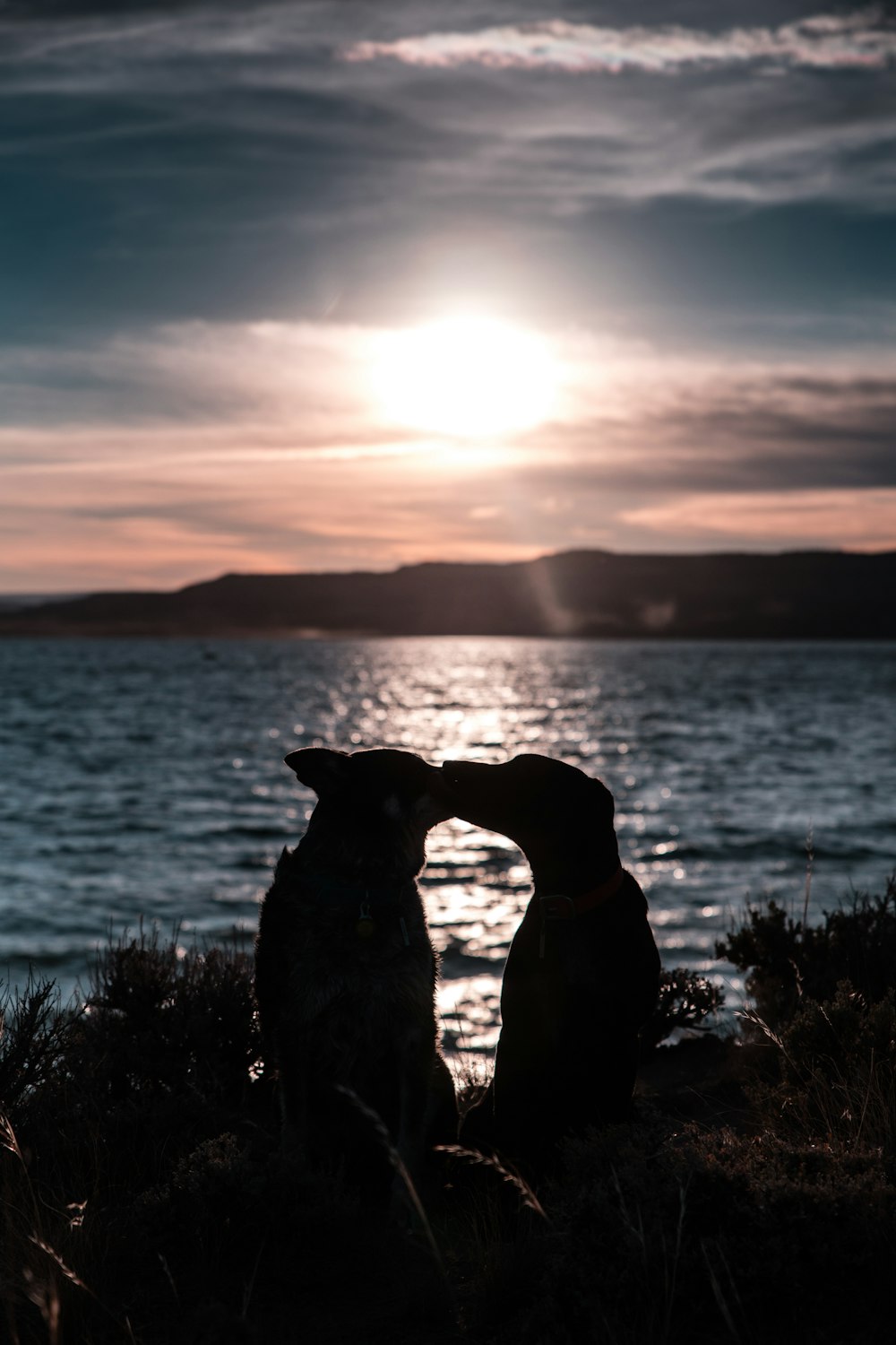 deux silhouettes de chien sous des rayons crépusculaires