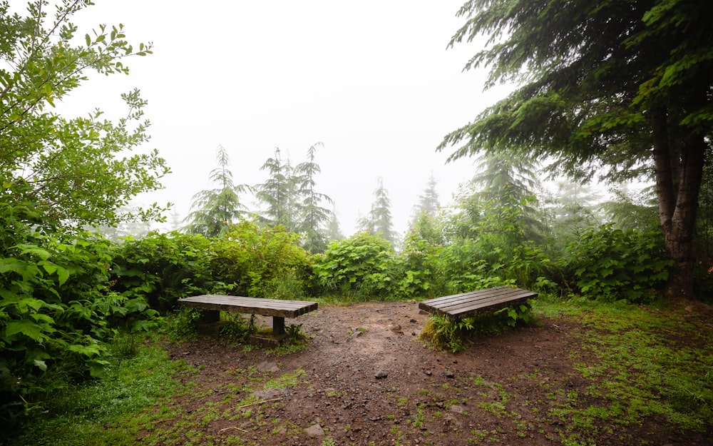 two brown wooden bench near green leaf tree