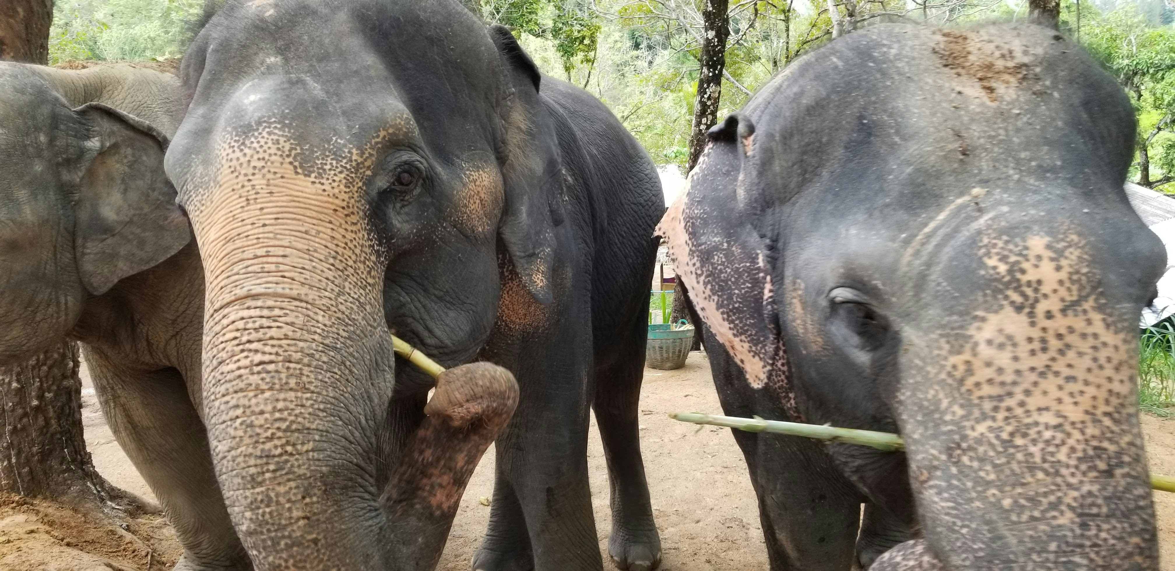 Los Elefantes: Gigantes de la Tierra y Su Fascinante Mundo