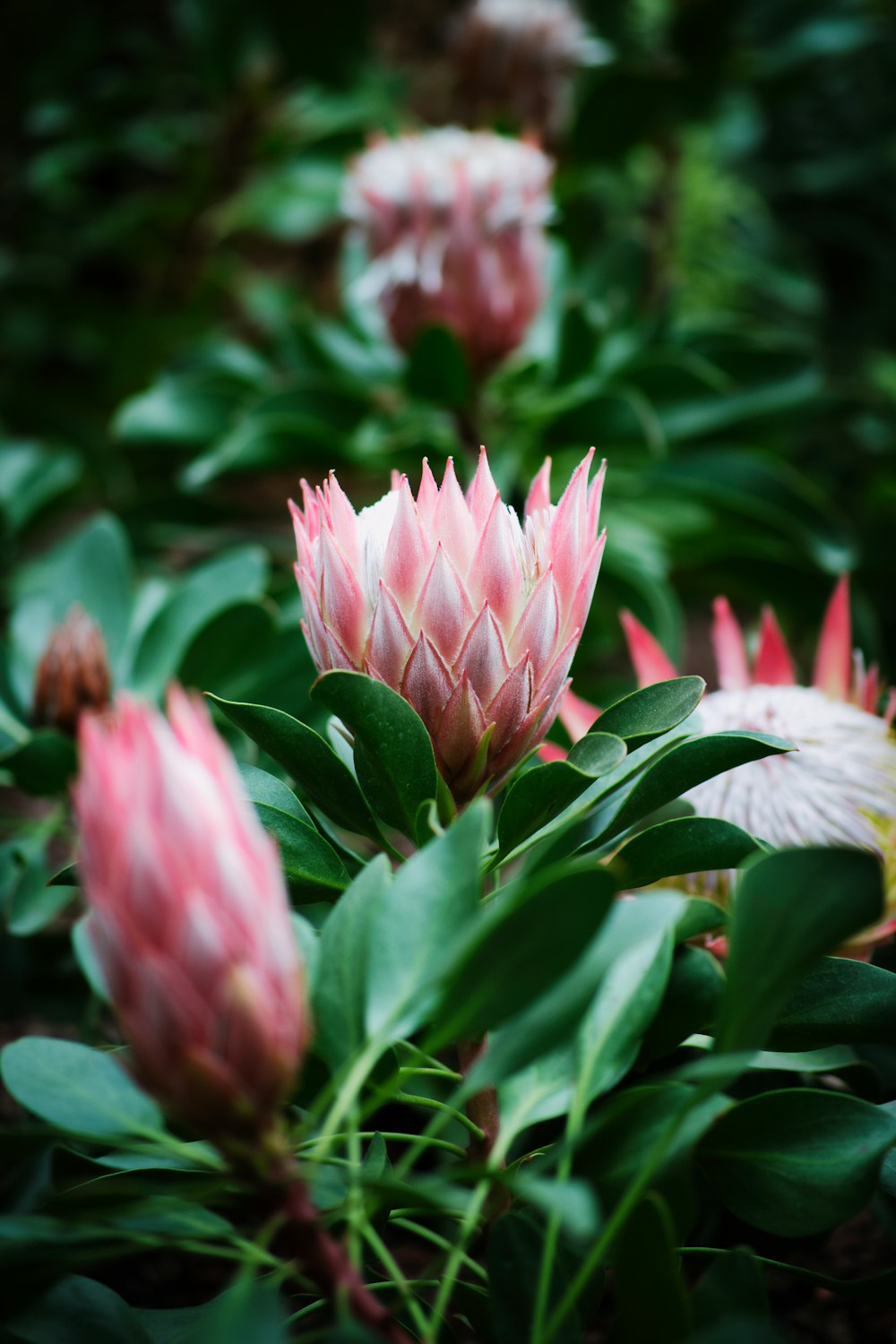 macro shot of flowers