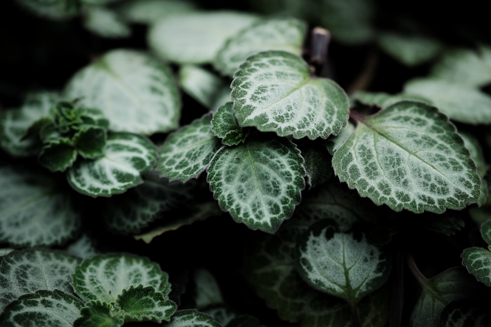 tilt shift lens photography of green leaf plant