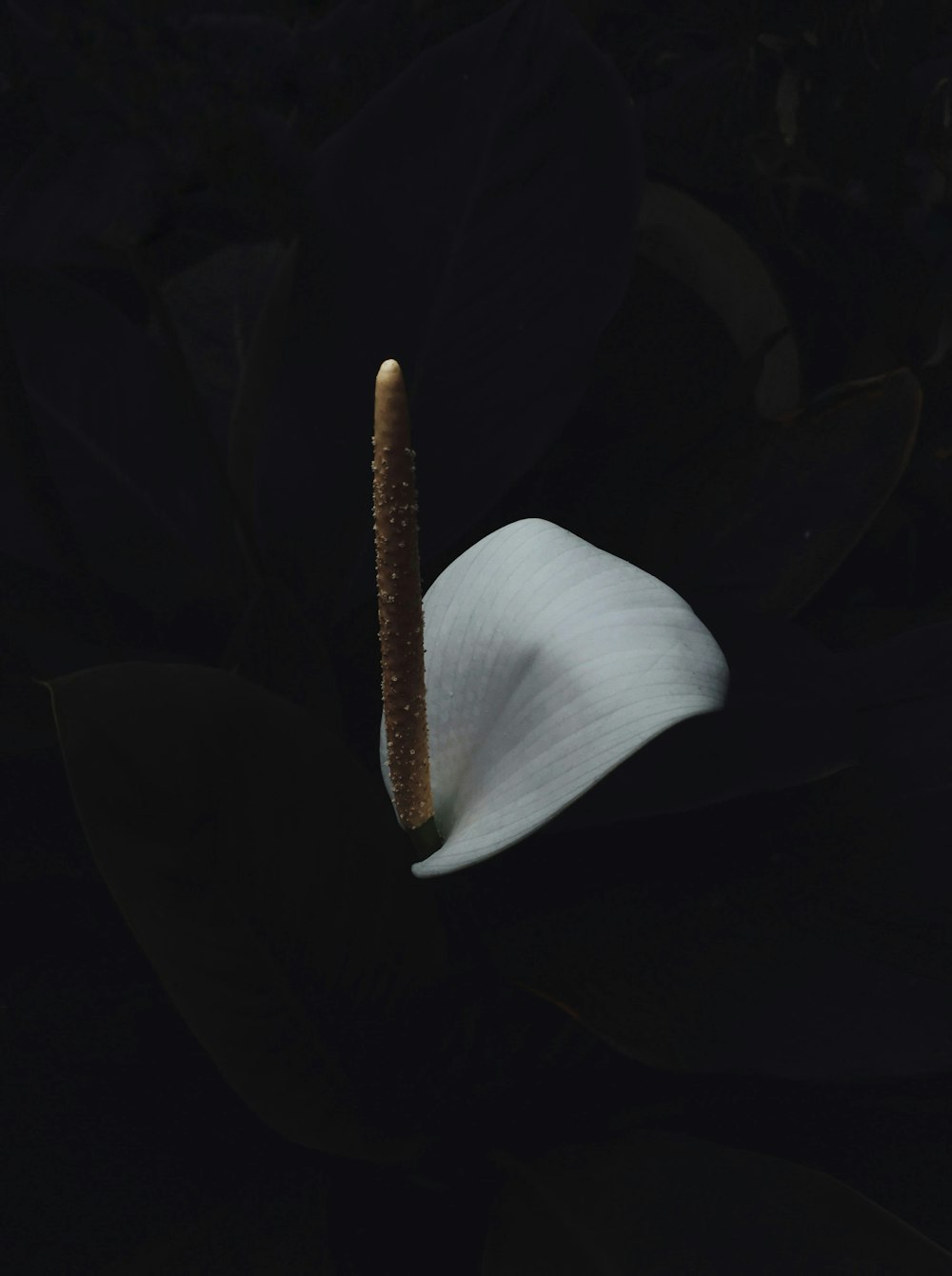 white anthurium with black background