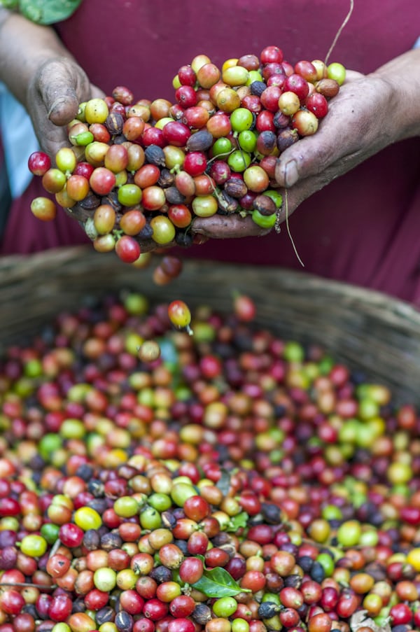 colorful coffee beans