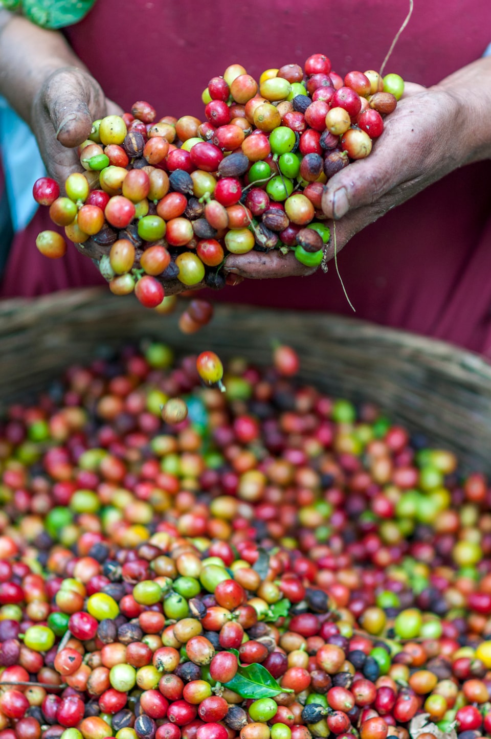 Has coffee been around longer than modern form of humans?