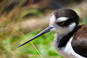 A close-up of a bird with a slender, pointed beak and distinctive black and white plumage. The bird's eye is visible and appears concentrated, while the background consists of blurred green foliage and grass, enhancing the focus on the bird.