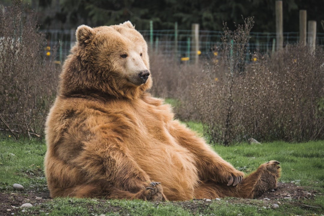 brown bear sitting on grass field