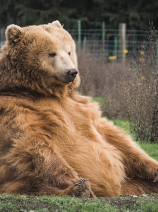 brown bear sitting on grass field