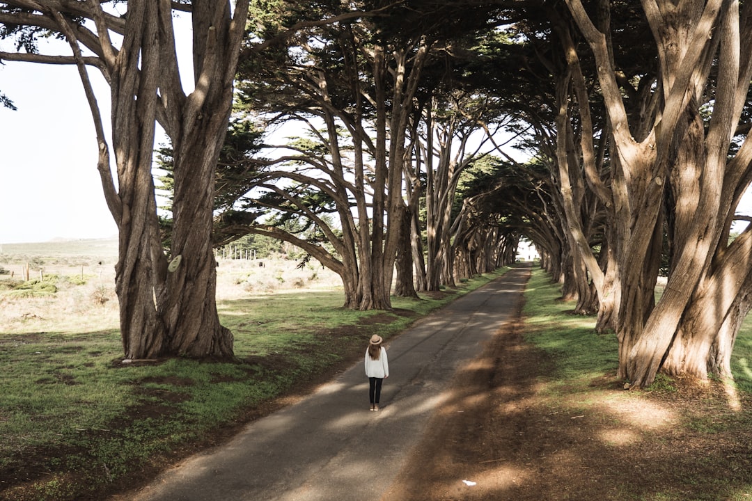 person walking in middle of trees, Tree Tunnel