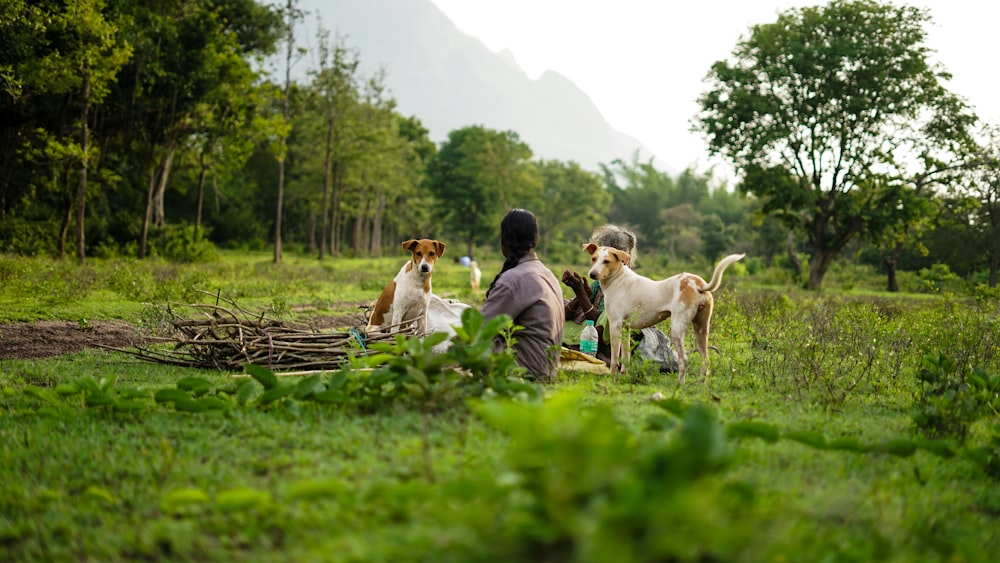 personne assise avec deux chiens bruns