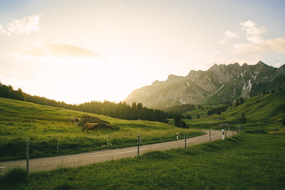 landscape photo of hi-way