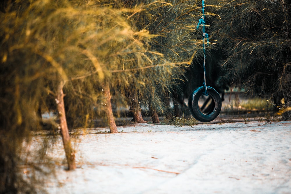 black wheel swing on seashore near trees