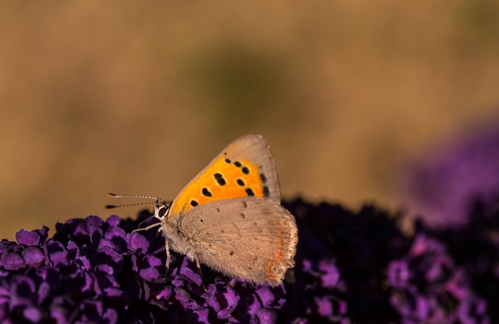 Selektive Fokusfotografie von orangefarbenen und beigen Schmetterlingen auf lila Blüten