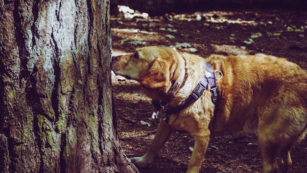 木の皮の匂いを嗅ぐ犬の写真