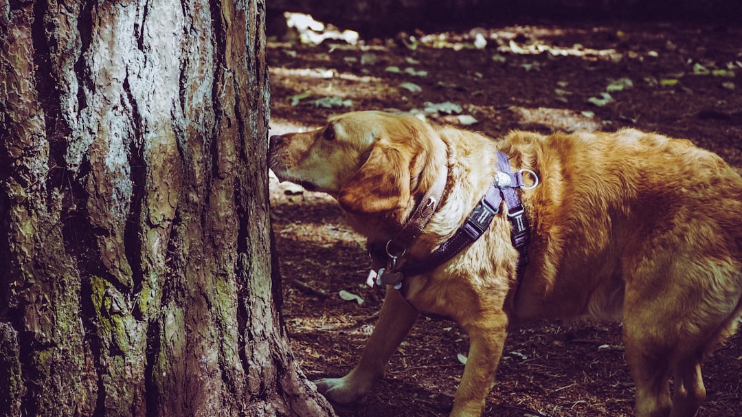 photo of dog sniffing the tree bark