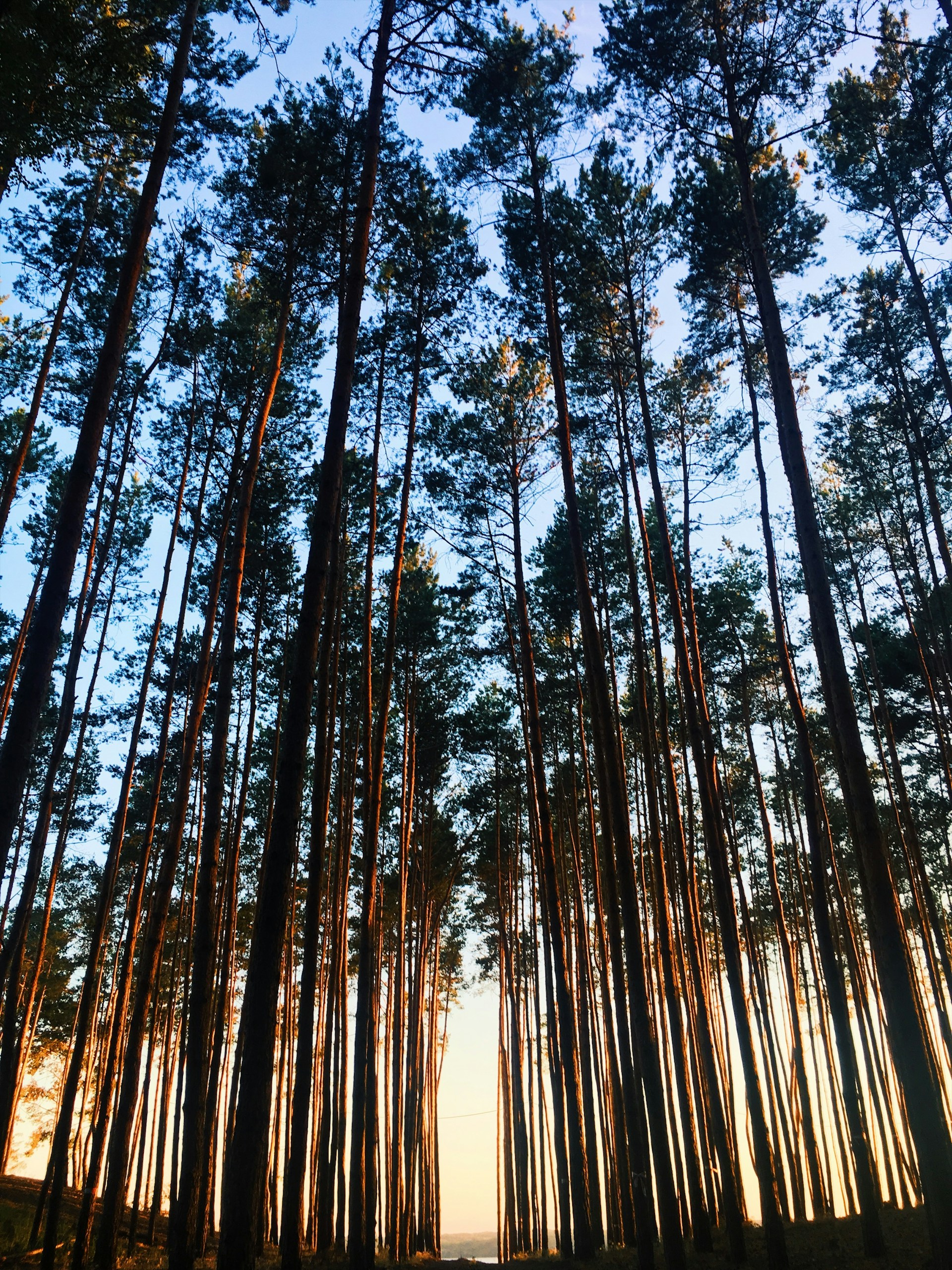forest under blue sky during daytime