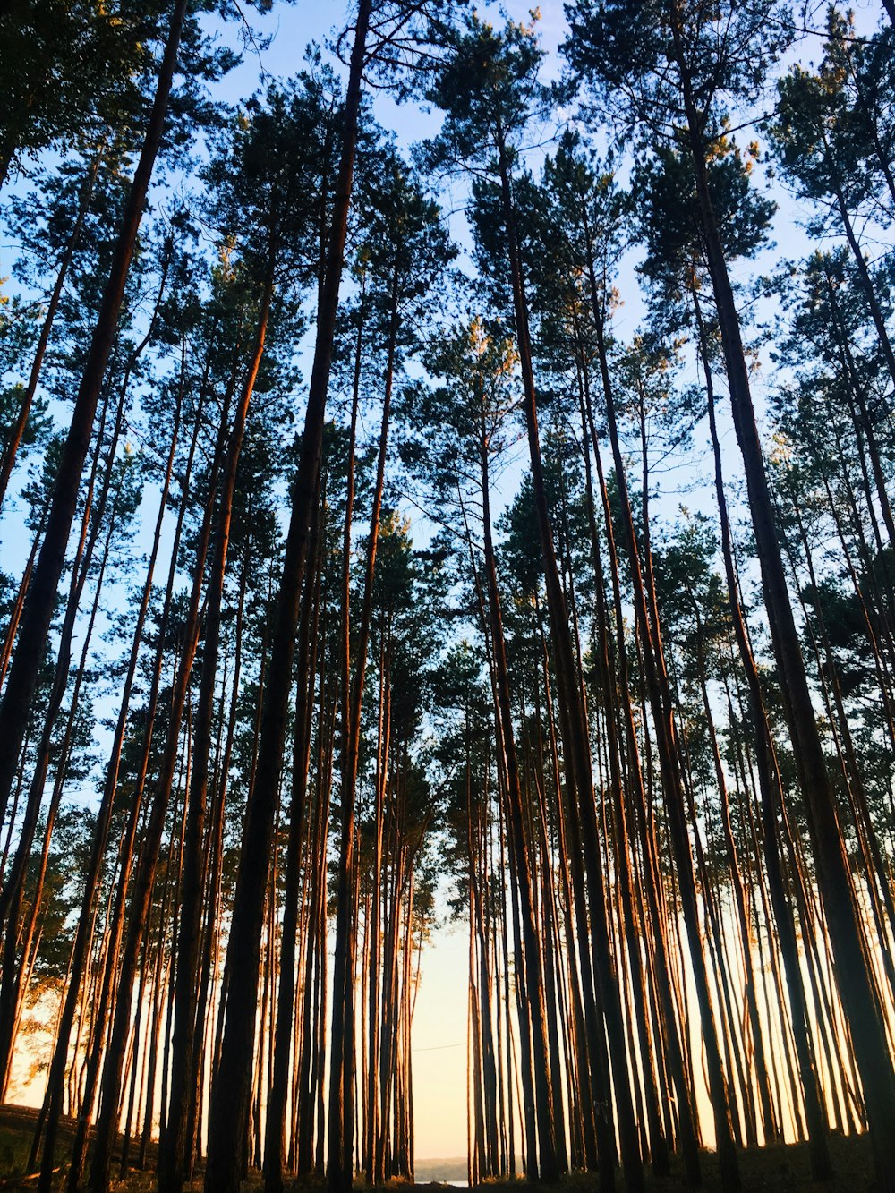 Wald tagsüber unter blauem Himmel