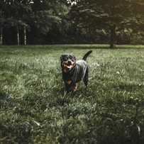 rottweiler on grass field