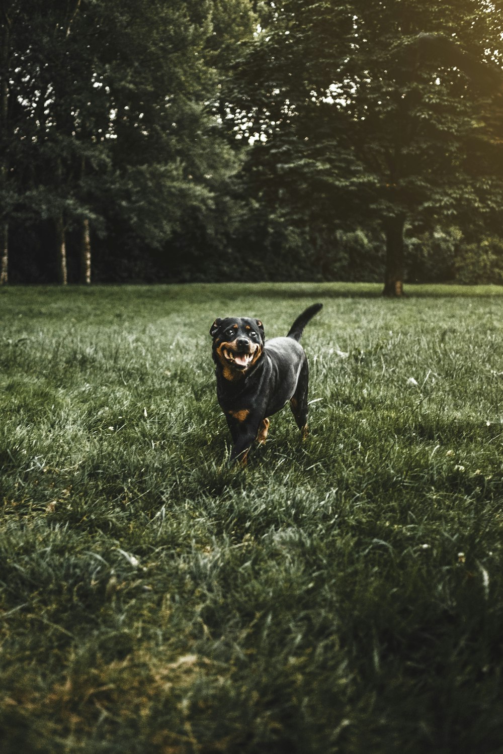 Rottweiler sur un terrain en herbe