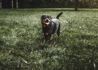 rottweiler on grass field