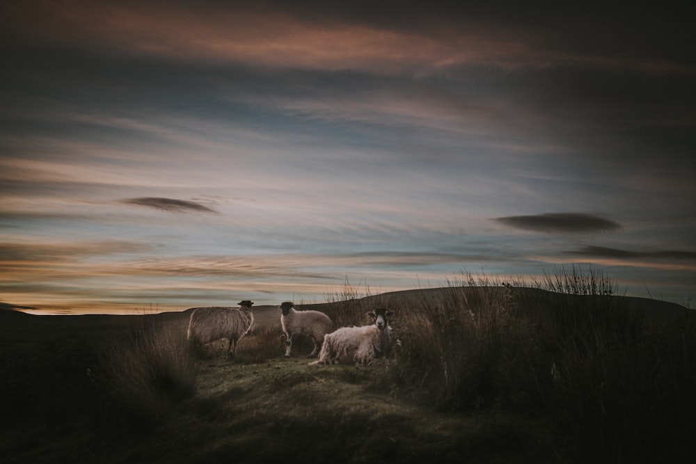 high definition photo of three sheep in grass field