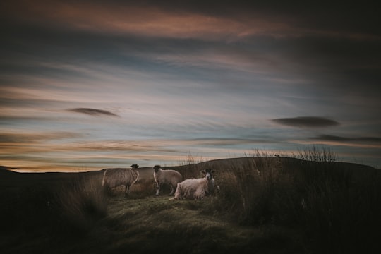 high definition photo of three sheep in grass field in Ravenstonedale United Kingdom