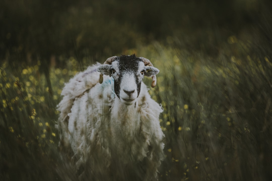 photo of Ravenstonedale Wildlife near Ingleton Waterfalls Trail