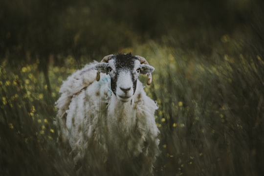 white and black goat walking on green grass in Ravenstonedale United Kingdom