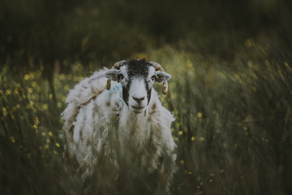 white and black goat walking on green grass